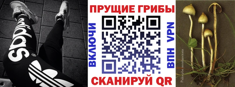 сколько стоит  Котельниково  Псилоцибиновые грибы Psilocybine cubensis 